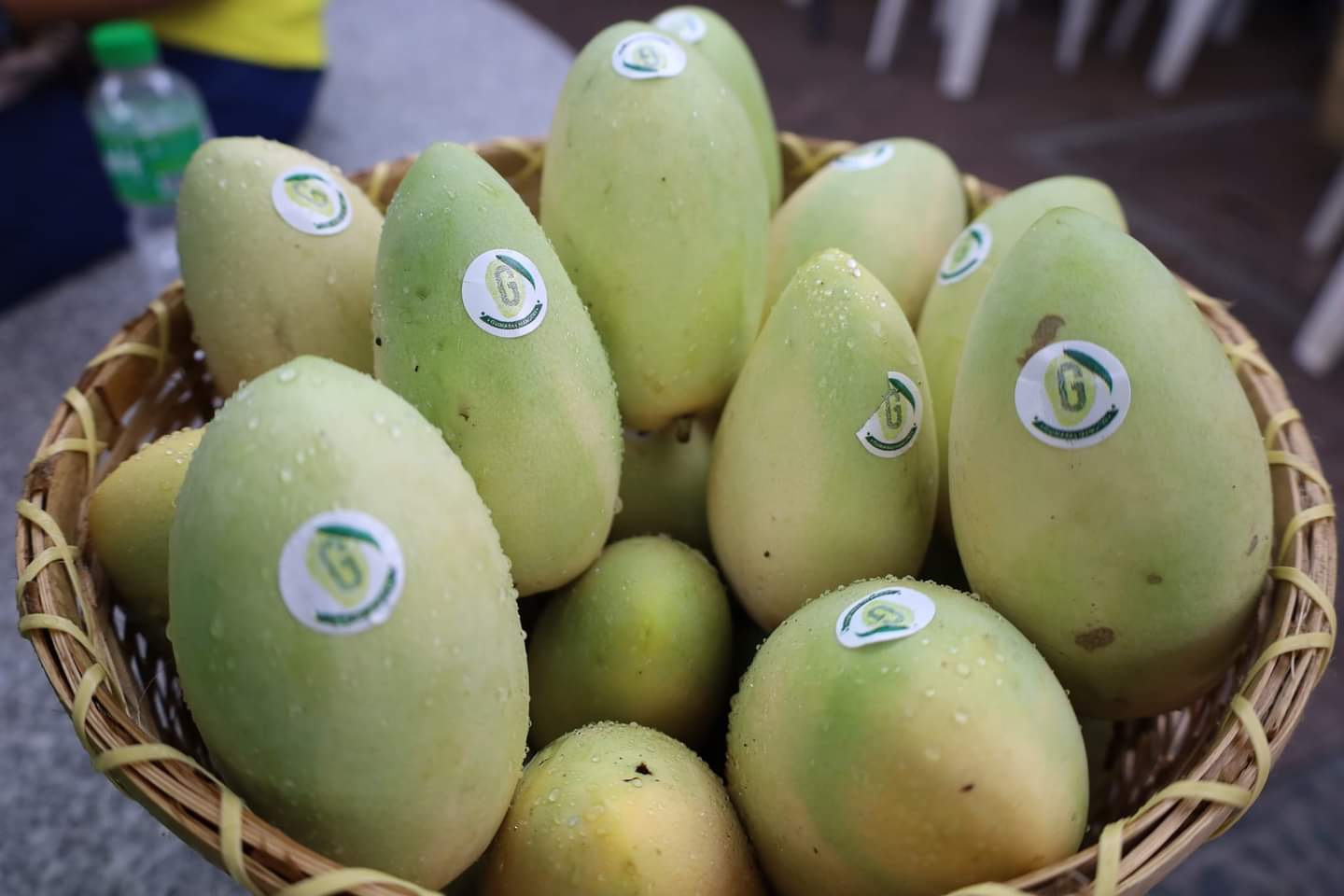Guimaras mangoes’ reputation as ‘sweetest’ now protected Iloilo