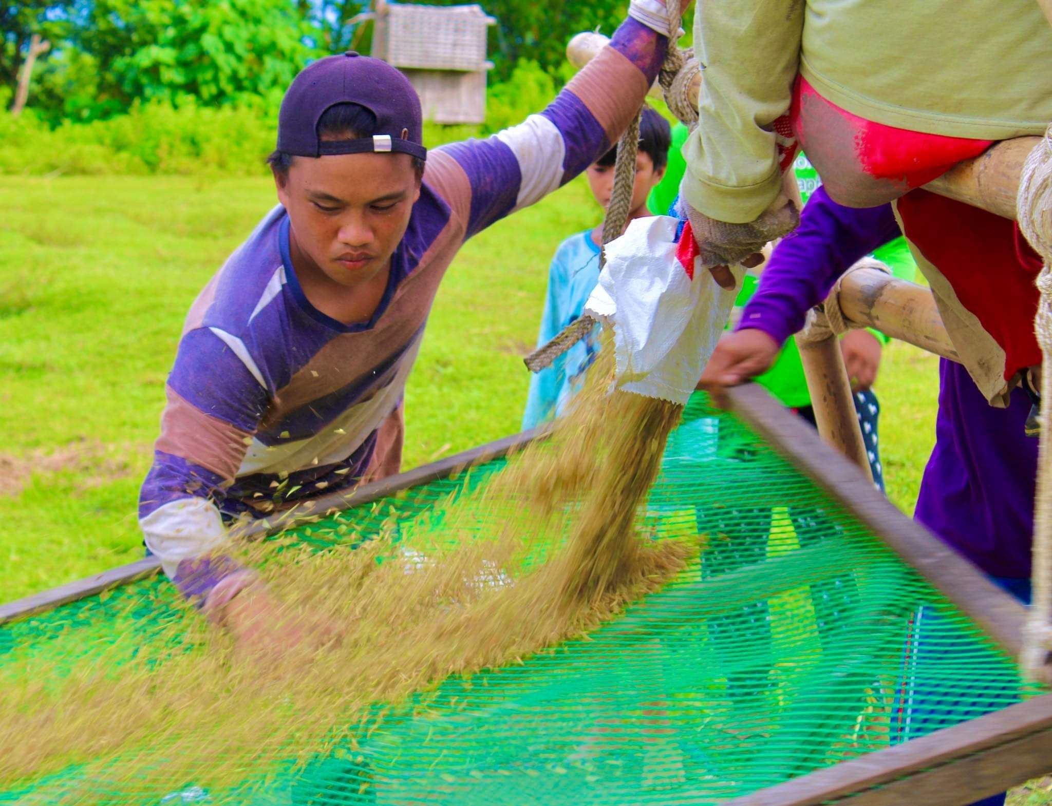 Palay production in Western Visayas declines - Iloilo Metropolitan Times