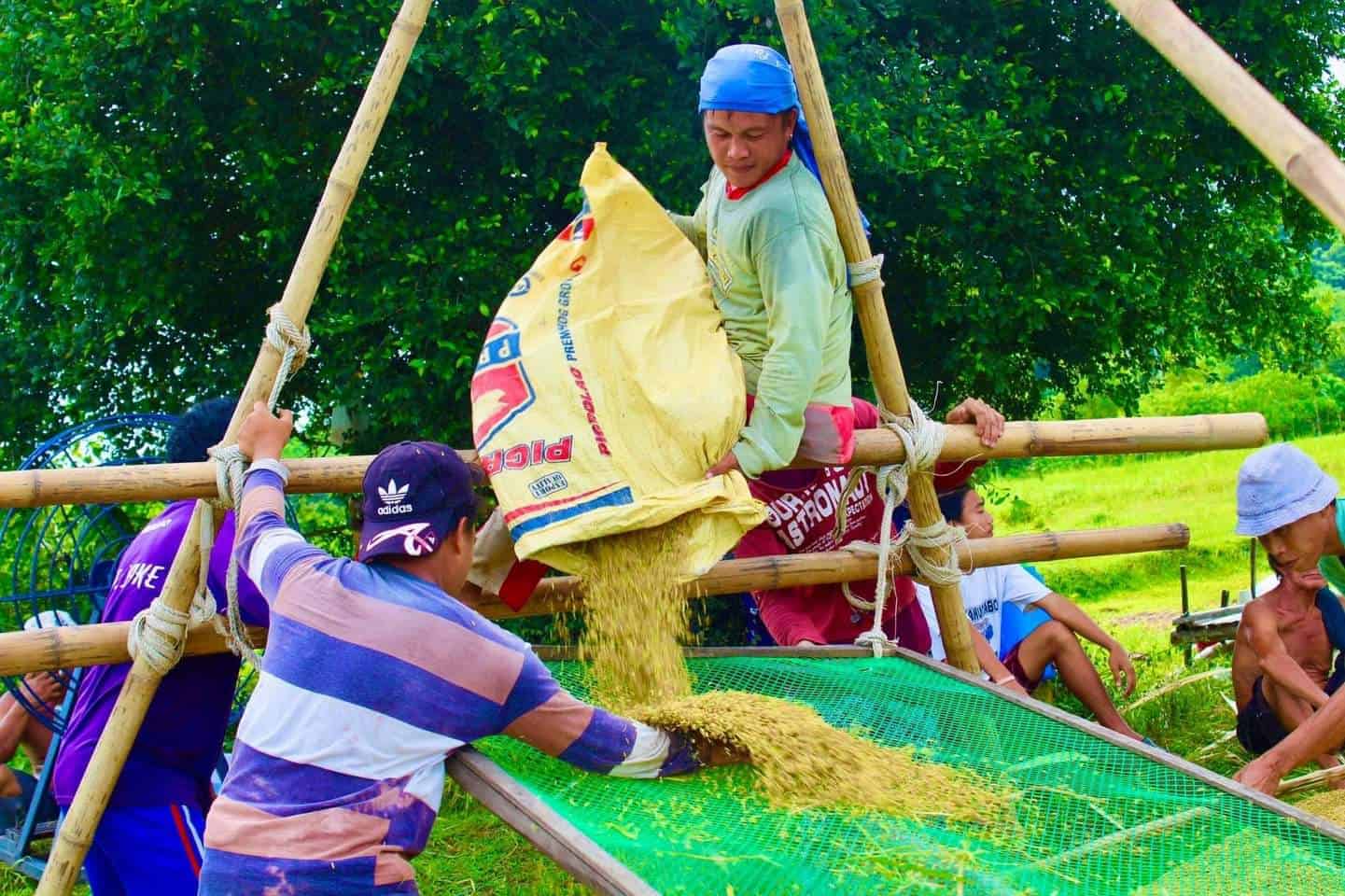 Western Visayas palay production down - Iloilo Metropolitan Times